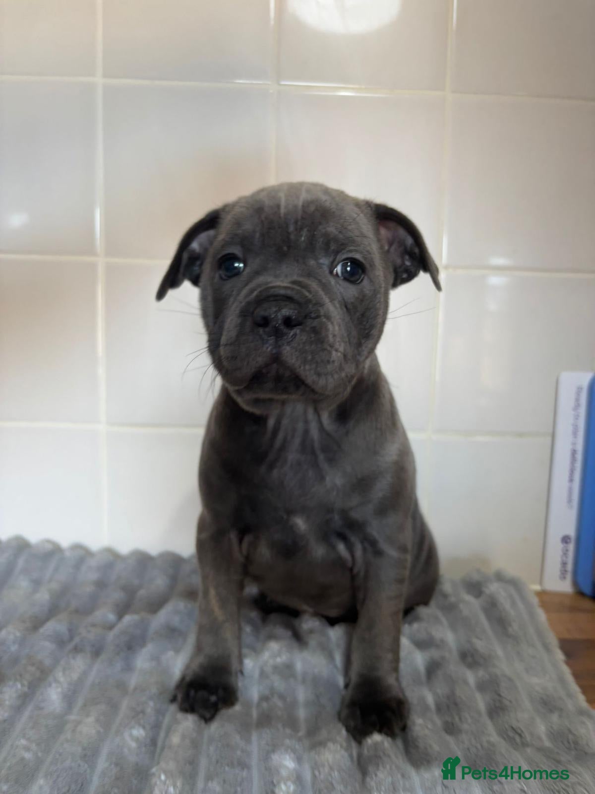 Staffordshire Bull Terrier dogs GRAND CH BLUE STAFFORDSHIRE BULL TERRIER PUPS - Advert 2