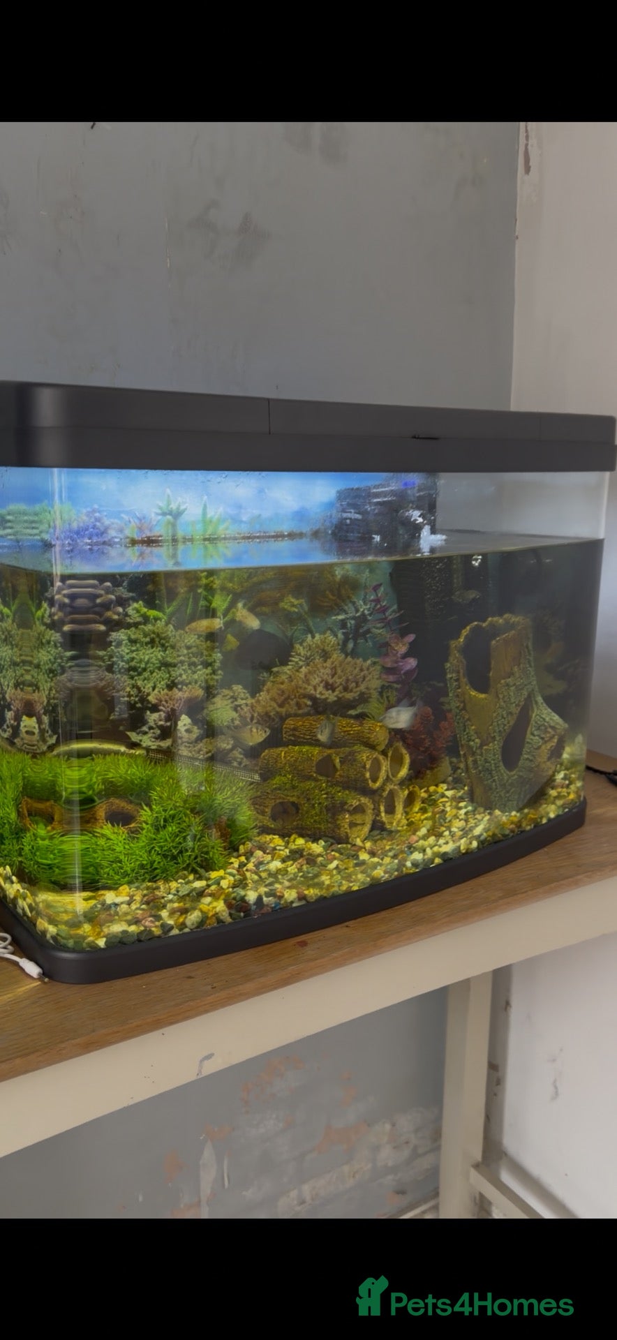Catfish fish Full tank set up with 5 fish  - Advert 17