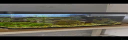 Catfish fish for sale: Full tank set up with 5 fish  - Advert 1