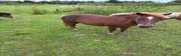 Shetland pony horses for sale: Mare in foal - Advert 2