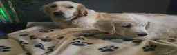 Golden Retriever dogs for sale: all puppies have now been reserved - Advert 17