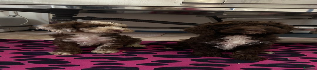 Cockapoo Puppy 1