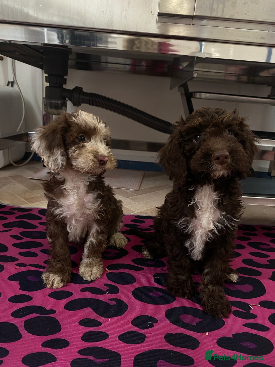 Cockapoo dogs for sale: Cockapoos ready now  - Image 12