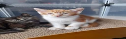Mixed Breed cats for sale: Kittens Looking for Loving Homes 🏡  - Advert 4