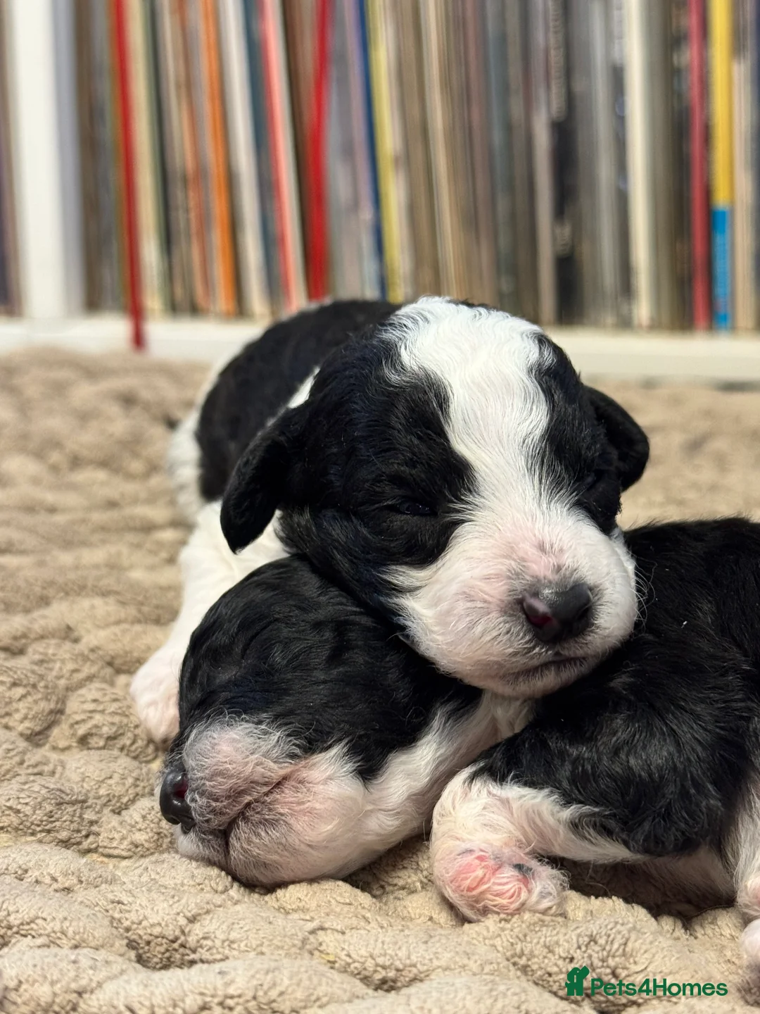 Toy Poodle dogs for sale: Tiny toy poodle boys available for reservation - Advert 3