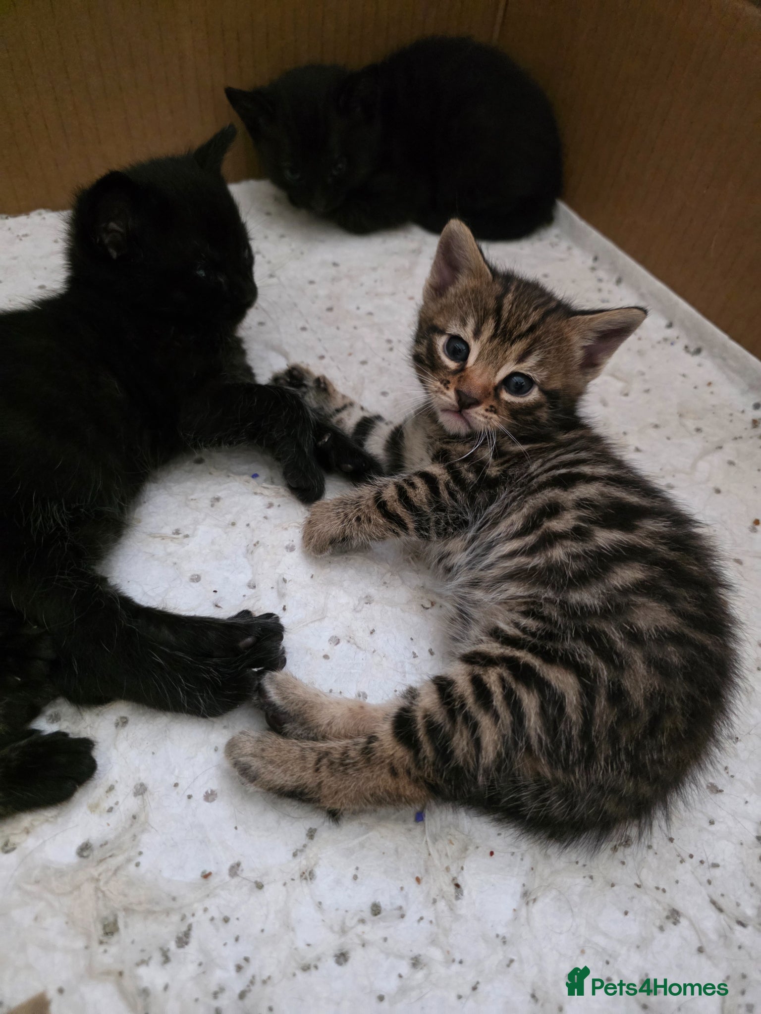 Bengal cats Mixed Bengal Kittens  - Advert 2