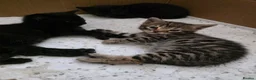 Bengal cats for sale: Mixed Bengal Kittens  - Advert 2