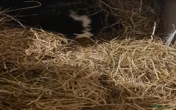 Mini Lop rabbits for sale: Mini lop buck - Advert 6