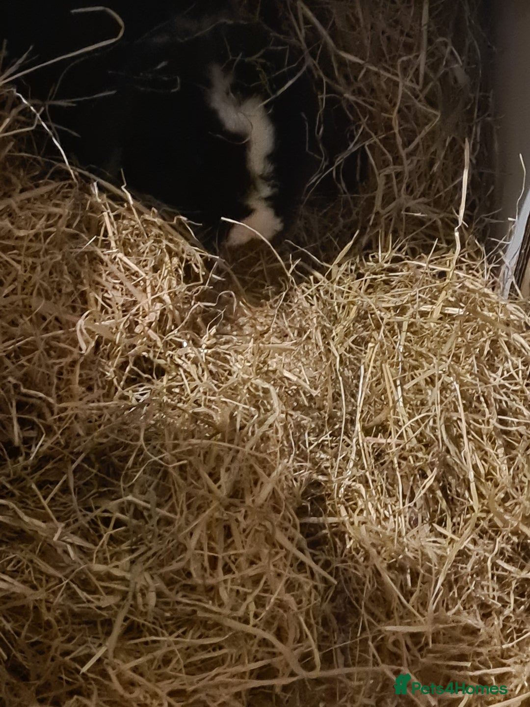 Mini Lop rabbits for sale: Mini lop buck - Advert 6