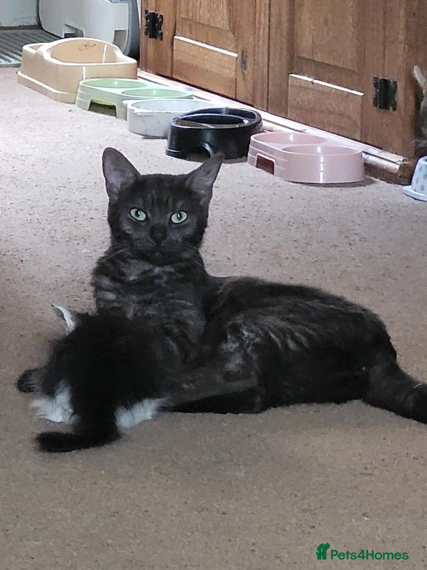 Mixed Breed cats Adorable kittens available  - Advert 15