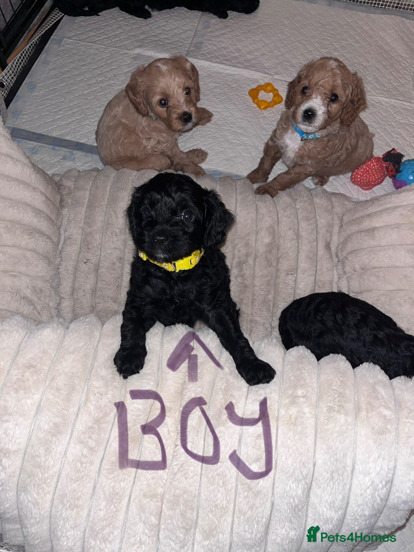 Mixed Breed dogs 1 male gorgeous pup looking for forever home - Advert 11