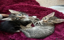 Mixed Breed cats for sale: KITTENS FOR SALE -READY TO LEAVE ON THE 5th 200£ - Image 3