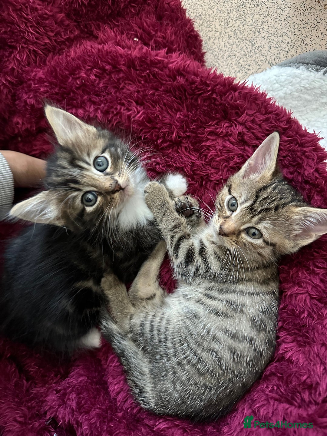 Mixed Breed cats for sale: KITTENS FOR SALE -READY TO LEAVE ON THE 5th 200£ - Image 3