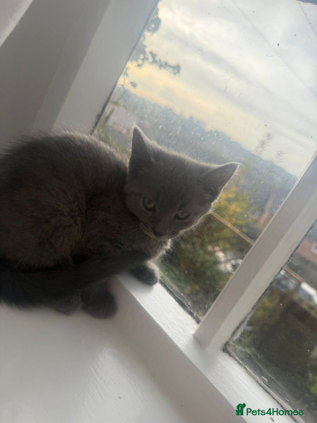 Russian Blue cats for sale: Russian blue kitten  - Advert 4
