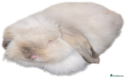 Mini Lion Lop rabbits for sale: 7 month old Mini lion lop bunny  - Image 1
