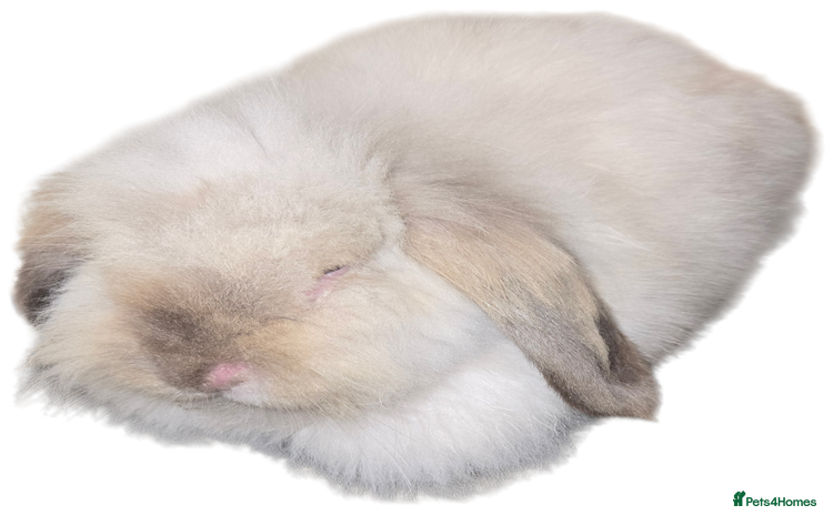 Mini Lion Lop rabbits - Advert 1