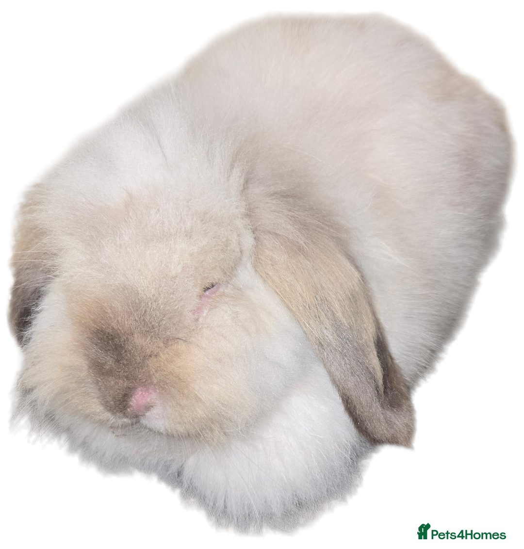 Mini Lion Lop rabbits for sale: 7 month old Mini lion lop bunny  - Image 1