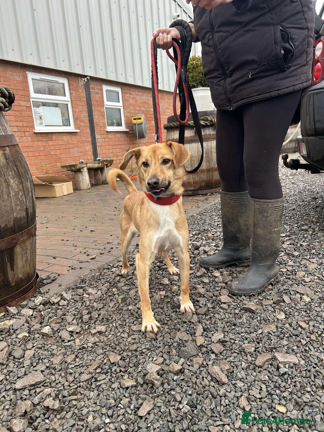 Mixed Breed dogs for adoption: OSCAR - Advert 11