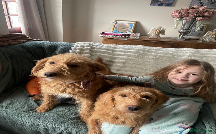 Labradoodle dogs - Advert 1