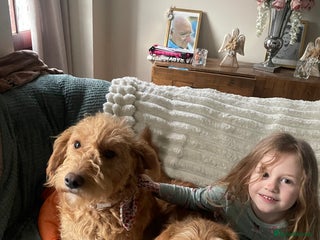 Labradoodle dogs - Advert 33