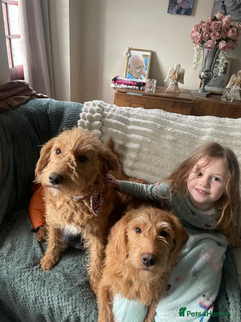 Labradoodle dogs - Advert 8