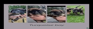 Boxer 2