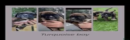 Boxer dogs for sale: Beautiful boxer puppies!! Ready to go!!! - Advert 8