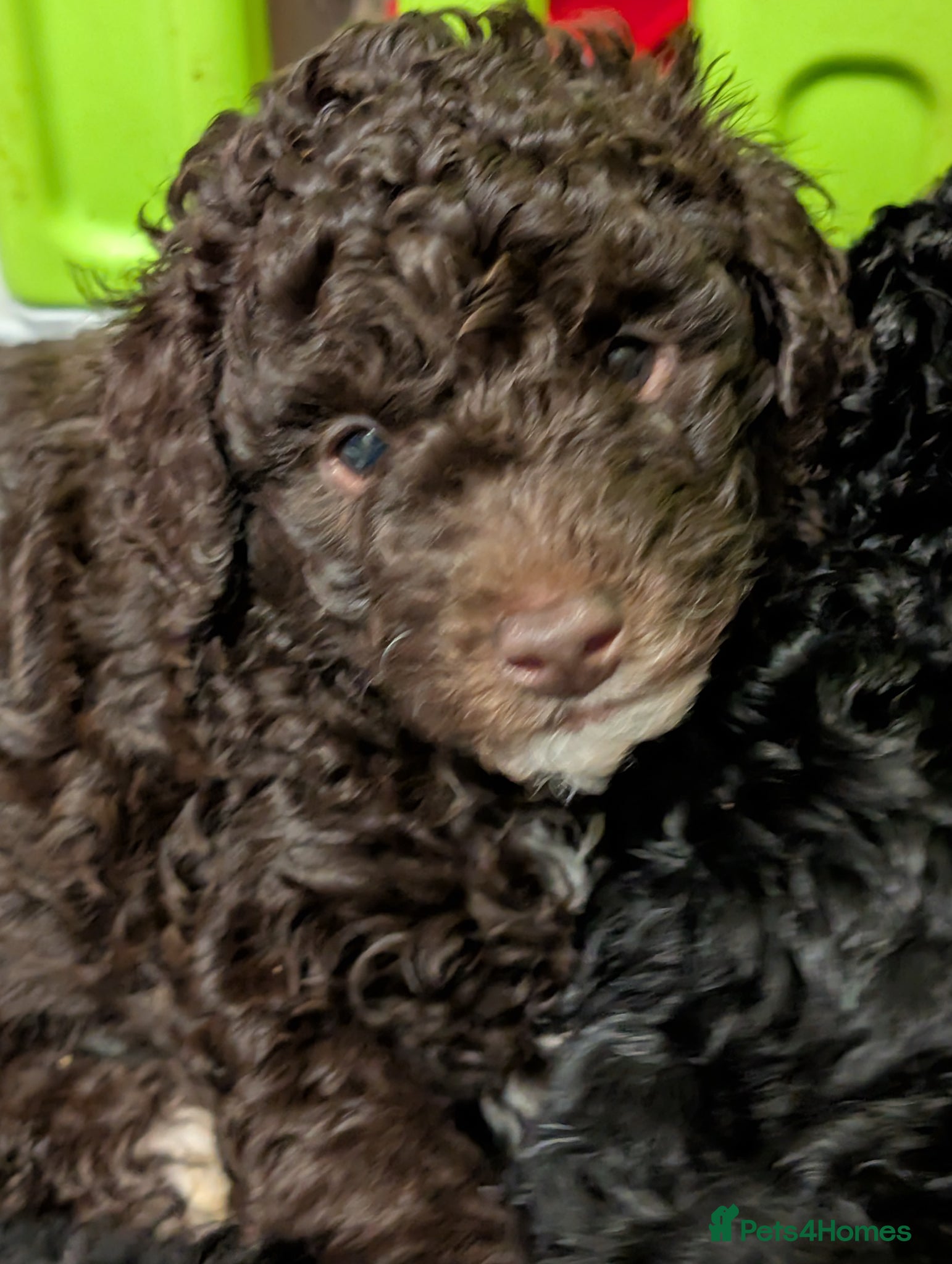 Cockapoo dogs Toy cockerpoo puppies  - Advert 4