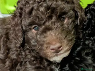 Cockapoo dogs Toy cockerpoo puppies - Advert 4