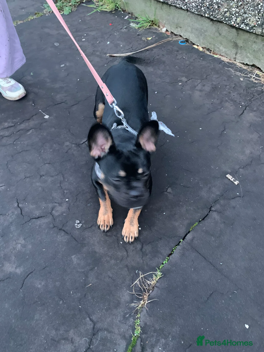 Mixed Breed dogs for sale: Energetic little lady - Advert 3