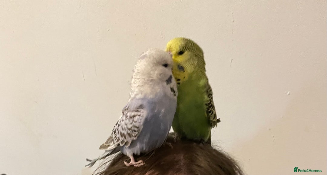 Budgerigars birds for sale: 2 budgies and cage with stand  - Image 8