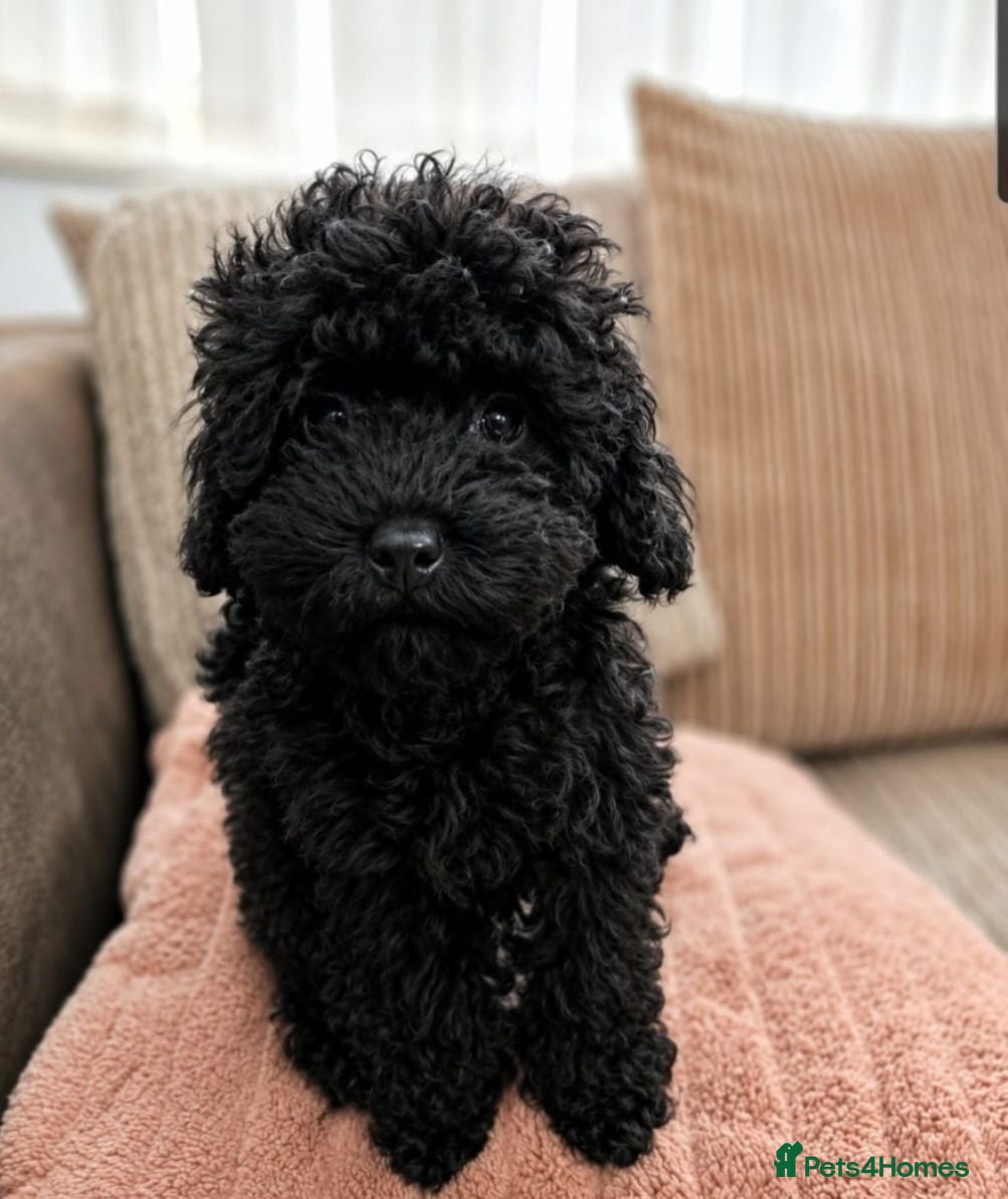Toy Poodle dogs 🏡🩷REDUCED 1 Pup left 🩷🏡 - Advert 10