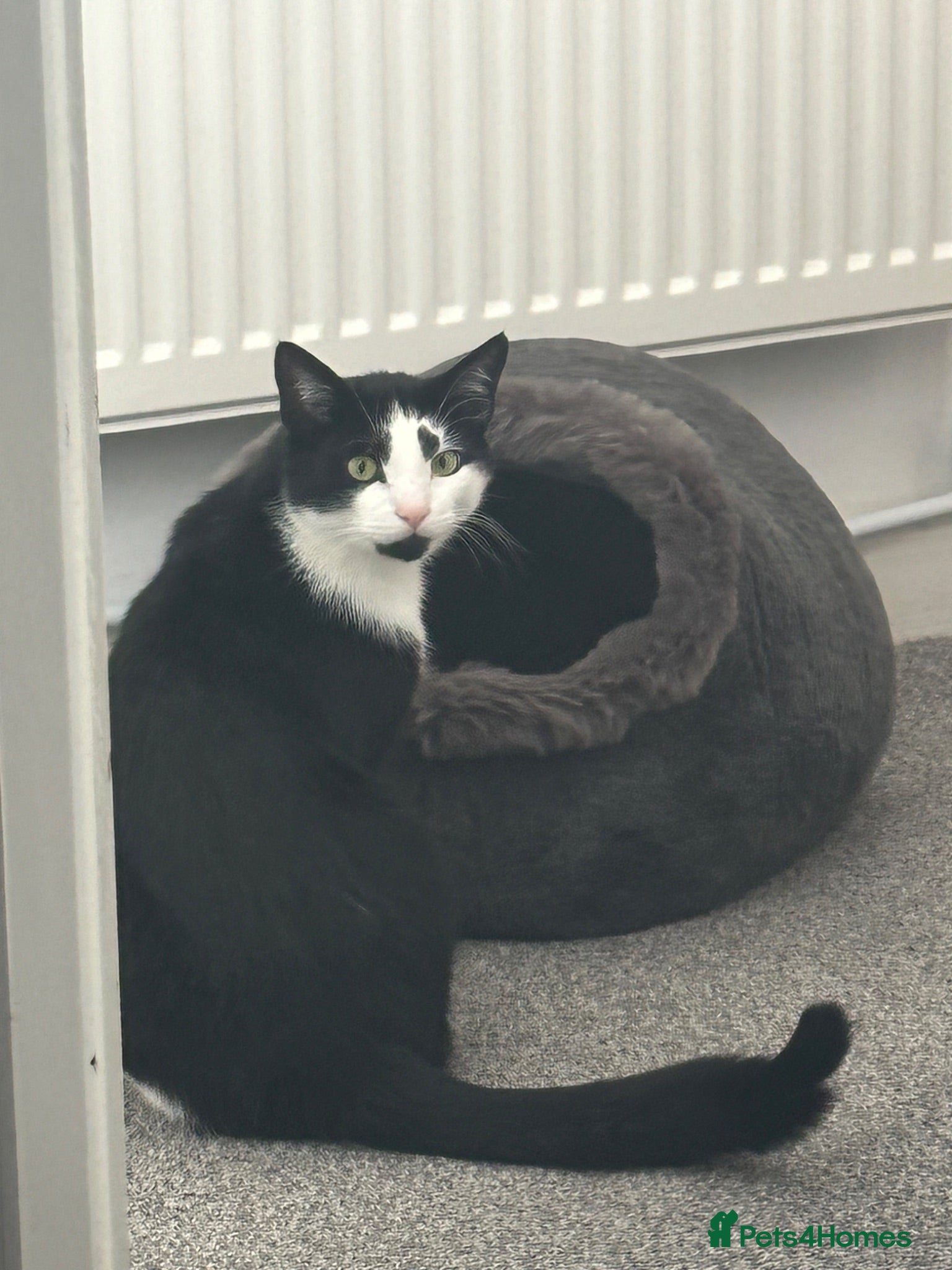 Domestic Shorthair cats Beautiful 2 year old tuxedo male - Advert 13