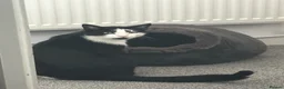 Domestic Shorthair cats for sale: Beautiful 2 year old tuxedo male - Advert 1