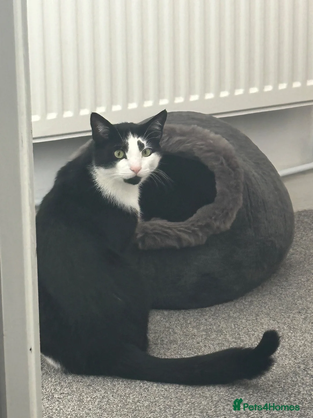 Domestic Shorthair cats for sale: Beautiful 2 year old tuxedo male - Advert 1