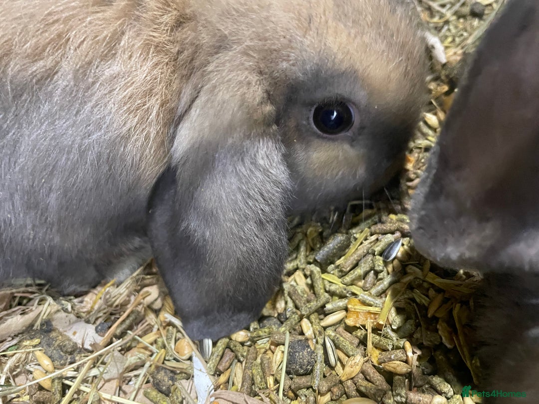 Mini Lop rabbits for sale: Pure bred mini lop baby girl - Advert 7