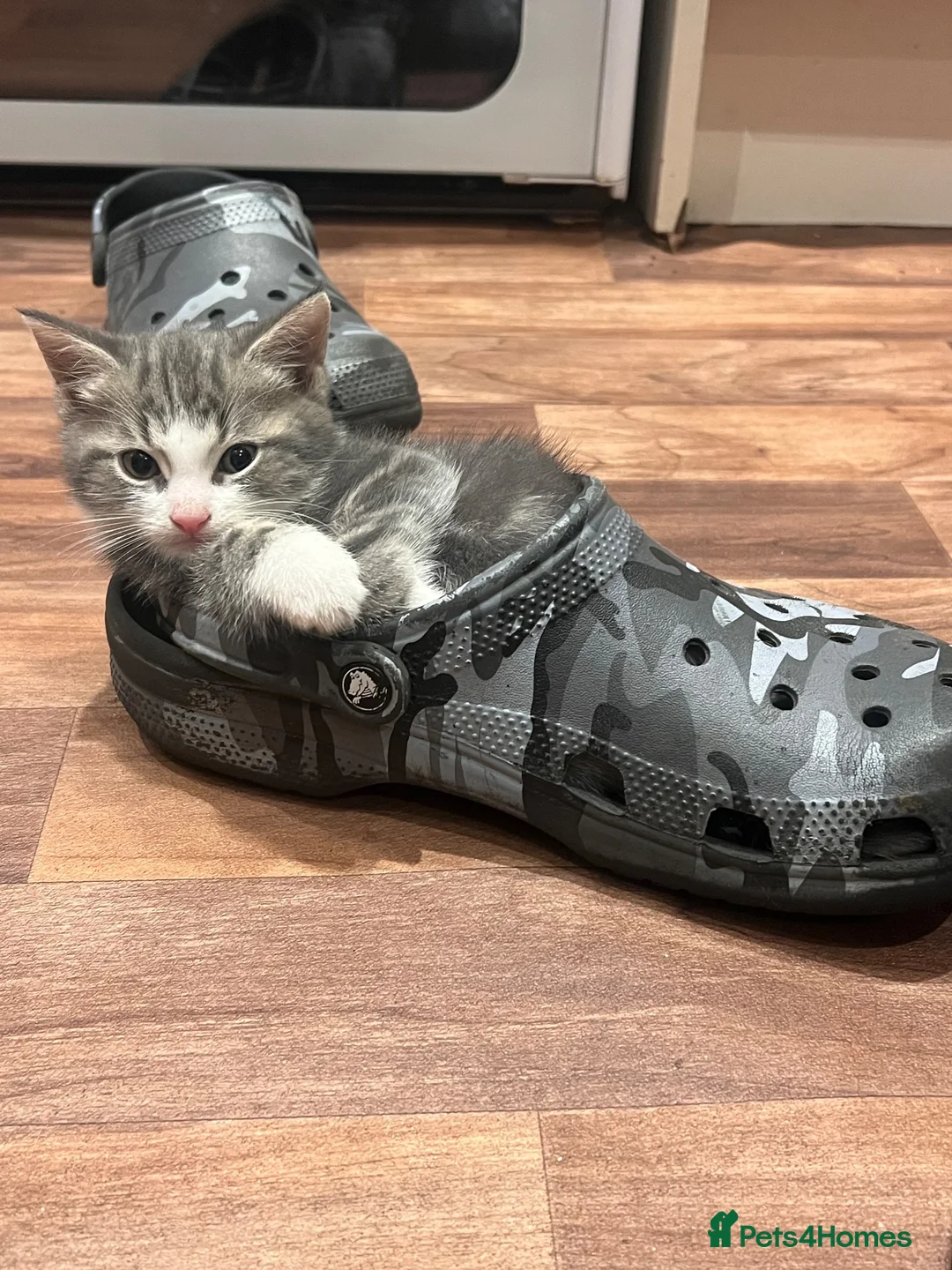 Mixed Breed cats for sale: 🐾 Gorgeous Kittens Ready for Their Forever Homes! - Advert 2