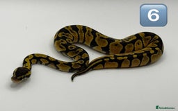 Python Snake reptiles for sale: Baby ball pythons for sale  - Image 5