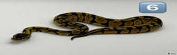 Python Snake reptiles for sale: Baby ball pythons for sale  - Advert 5