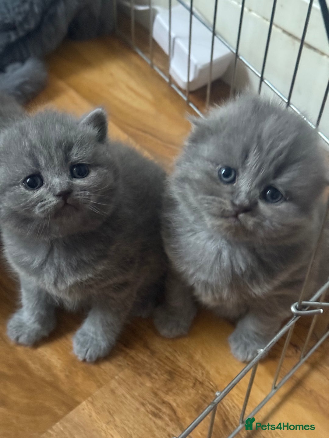 Scottish Fold cats for sale: Scottish fold kittens  - Advert 23