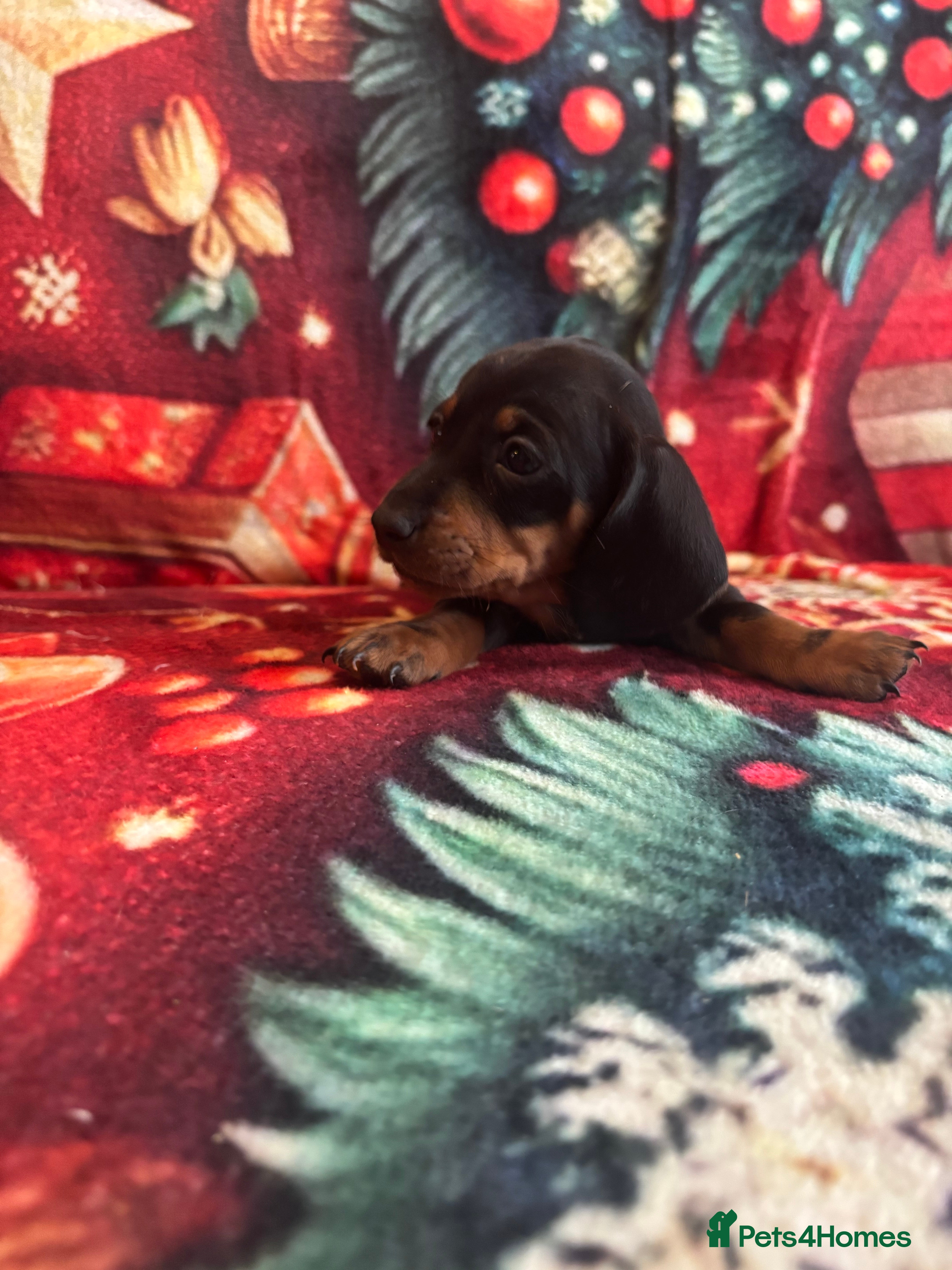 Miniature Dachshund dogs Miniature Dacshhund puppy available - Advert 13