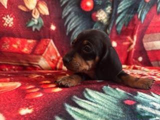 Miniature Dachshund dogs Miniature Dacshhund puppy available - Advert 13