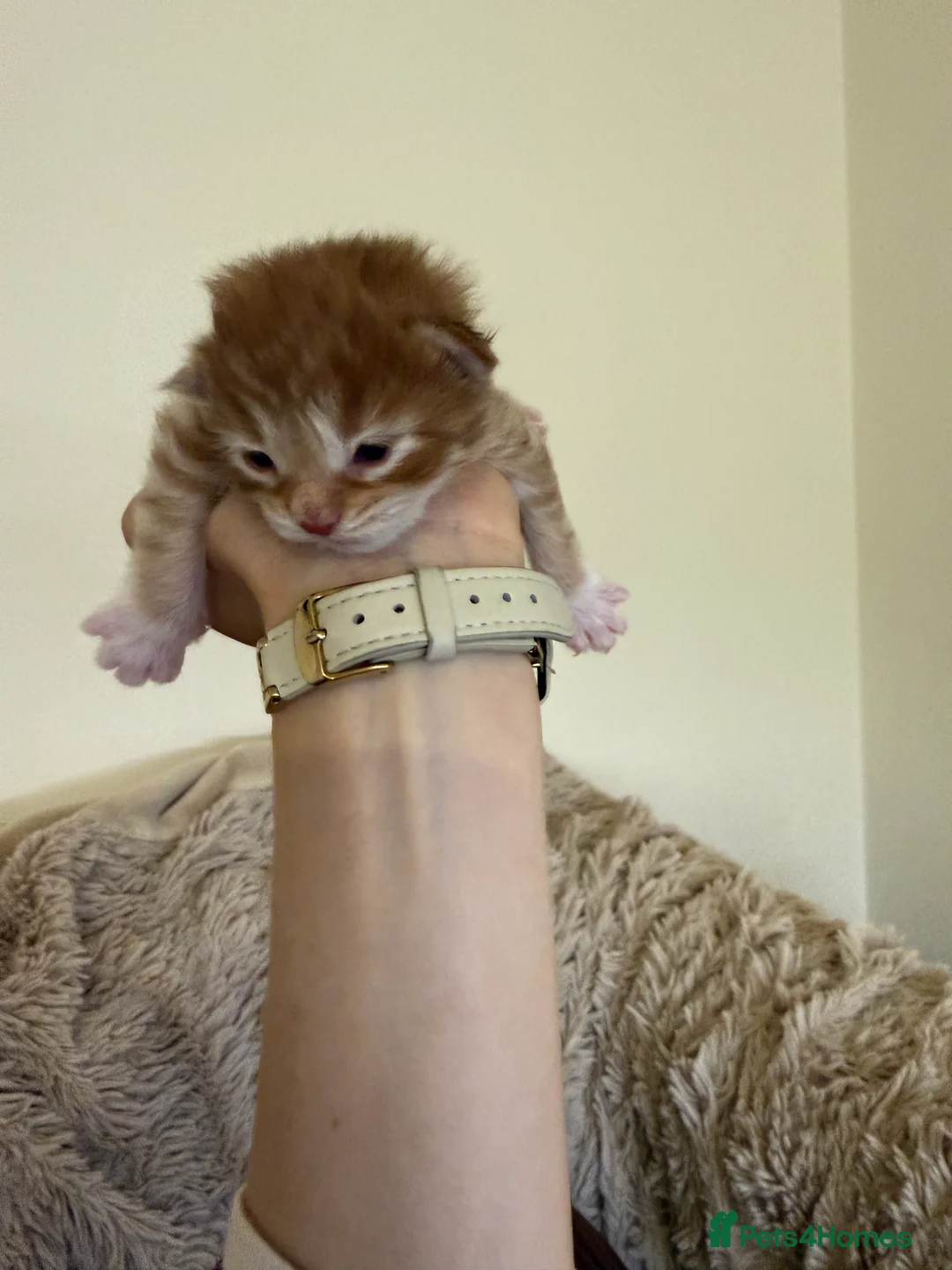 Maine Coon cats for sale: Purebred Adorable Maine Coon Kittens Available - Advert 15