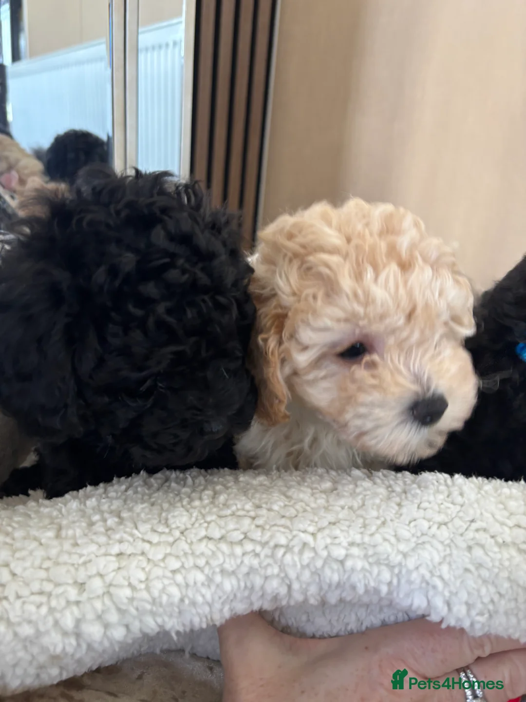 Toy Poodle dogs for sale: Two beautiful little poochons  - Advert 9