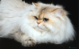 British Shorthair cats for sale: Pedigree British shorthair boy, Champion parents.  - Image 13