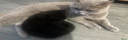 British Shorthair cats for sale: British shorthair kittens - Advert 2