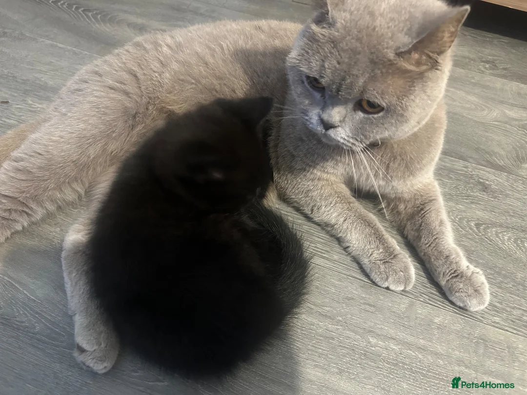British Shorthair cats for sale: British shorthair kittens - Advert 2