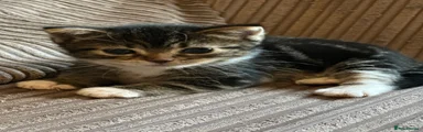 Mixed Breed 1
