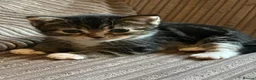 Mixed Breed cats for sale: Mixed breed kittens  - Advert 7