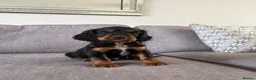 Cocker Spaniel dogs for sale: Beautiful tri coloured cocker spaniel pups   - Advert 25